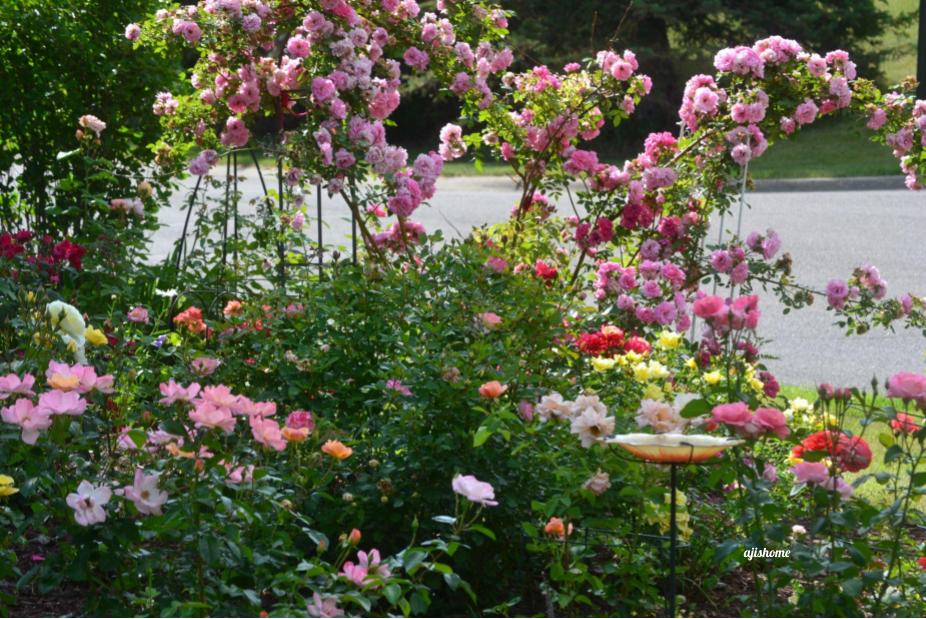 Garden Snapshot 2026-&nbsp;2