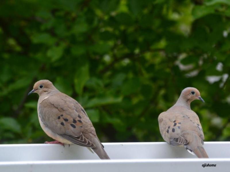 Garden Snapshot 2026-&nbsp;3