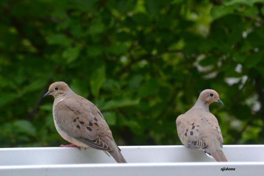 Garden Snapshot 2026-&nbsp;3