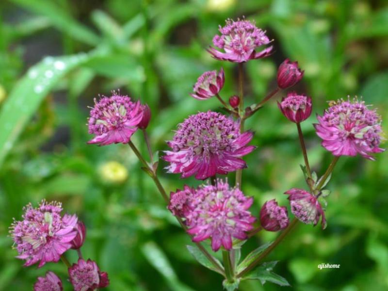 Garden Snapshot 2026-&nbsp;4