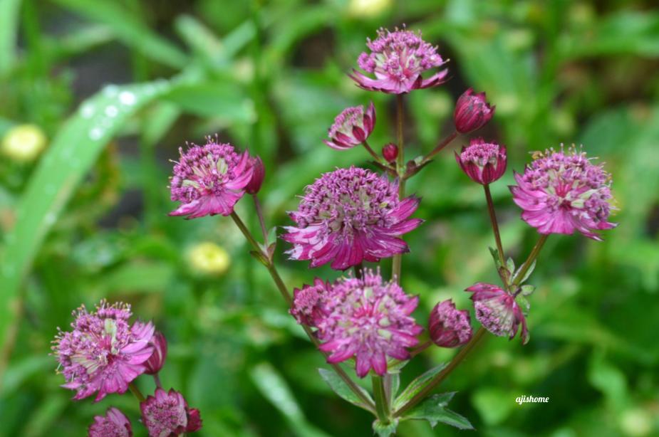 Garden Snapshot 2026-&nbsp;4