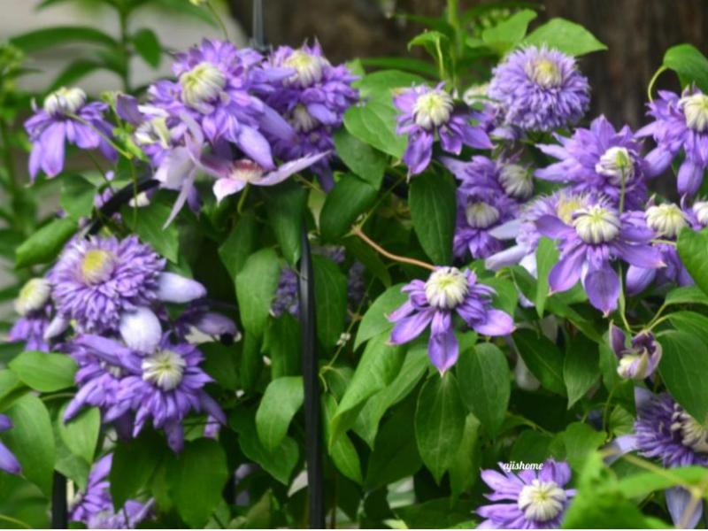 Garden Snapshot –&nbsp;6