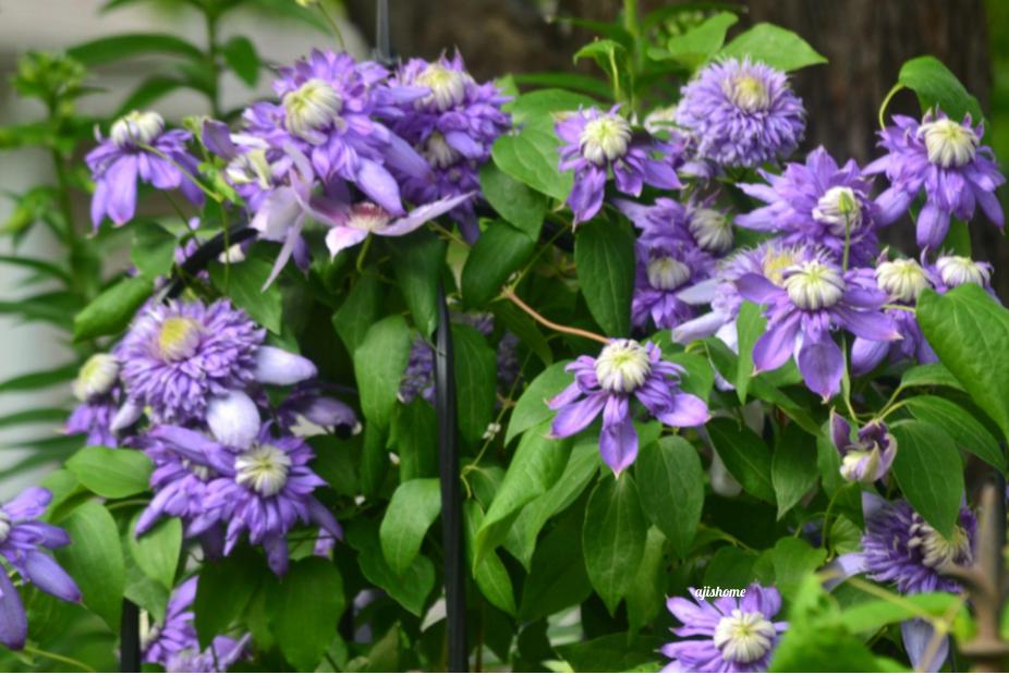 Garden Snapshot –&nbsp;6