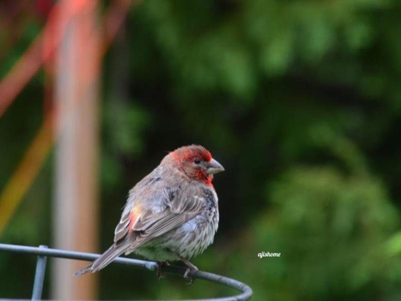Garden Snapshot 2026-5
