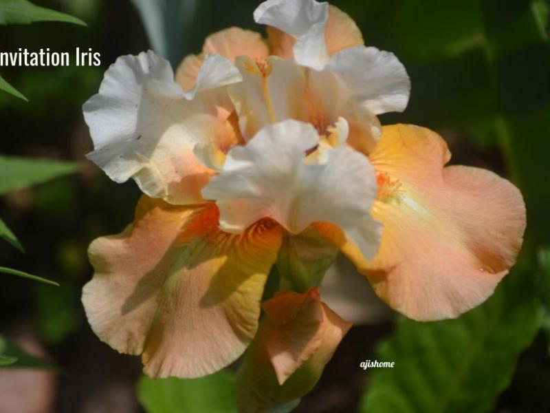 New Plants in Our Garden: Iris, Peony, and Allium&nbsp;Highlights