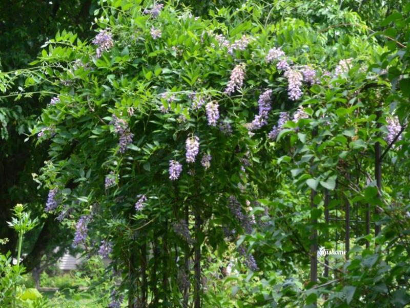 How Wisteria Can Enhance Your Outdoor&nbsp;Space