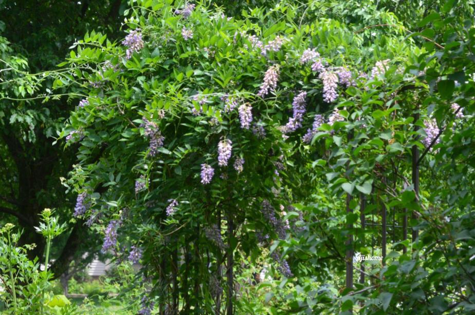 How Wisteria Can Enhance Your Outdoor&nbsp;Space