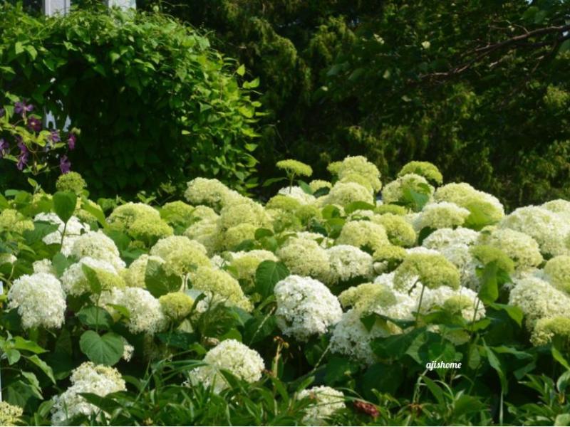 Garden Snapshot –&nbsp;10