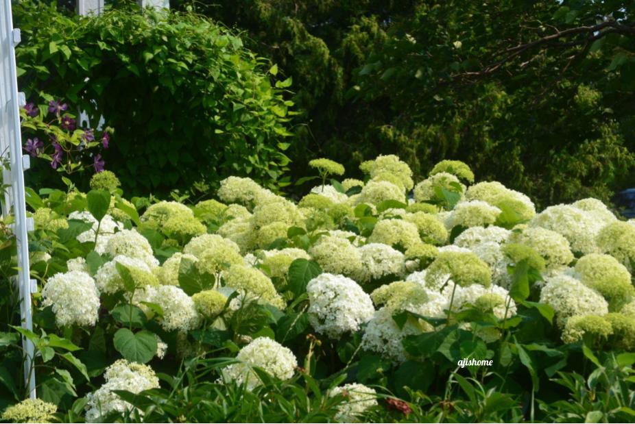 Garden Snapshot –&nbsp;10