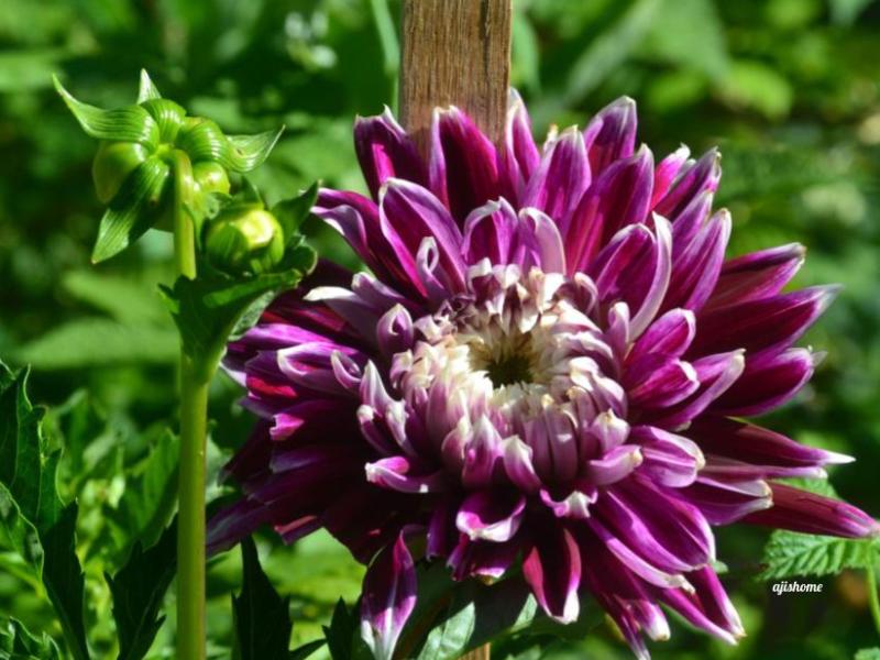 Garden Snapshot -11