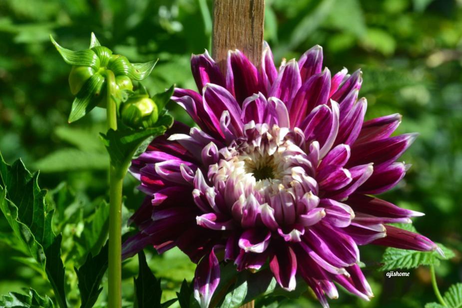 Garden Snapshot -11
