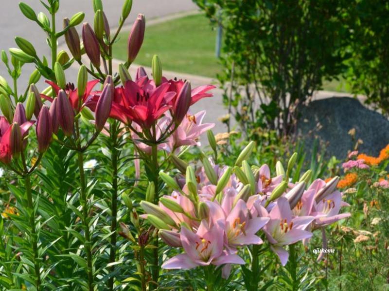 Garden Snapshot -12