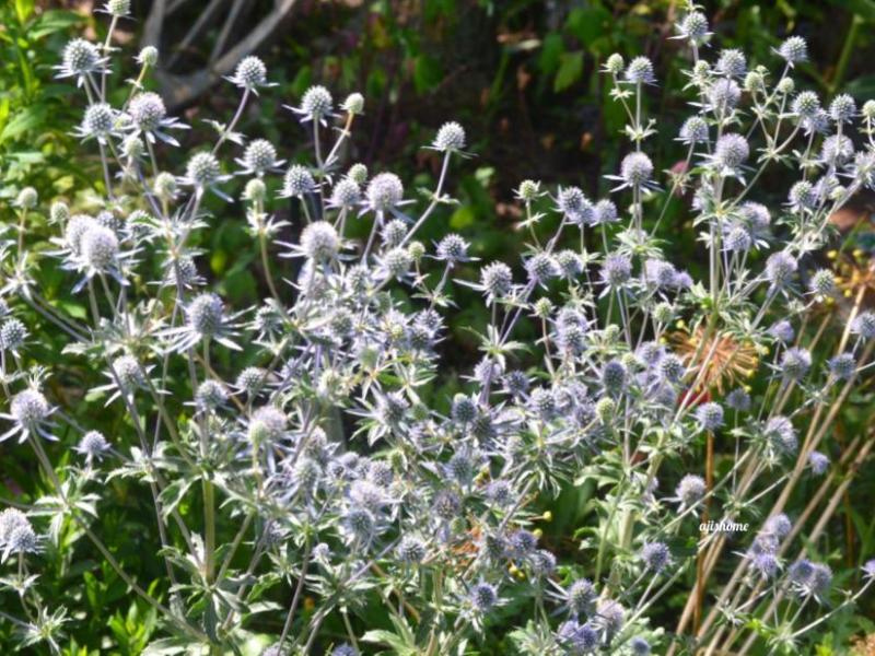 Garden Snapshot –&nbsp;13