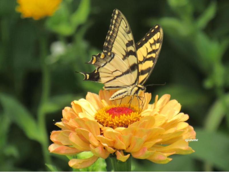 Garden Snapshot -15