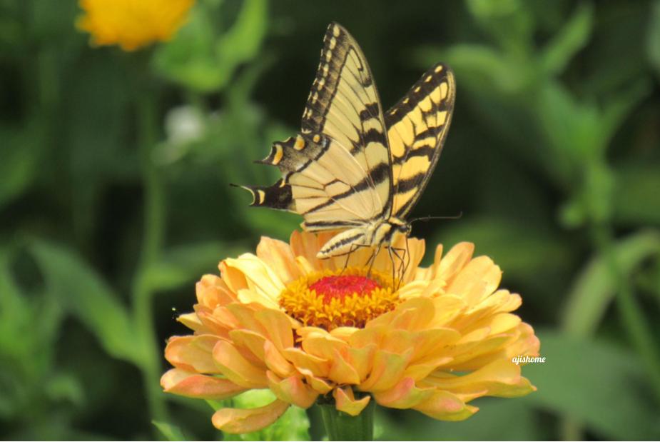 Garden Snapshot -15
