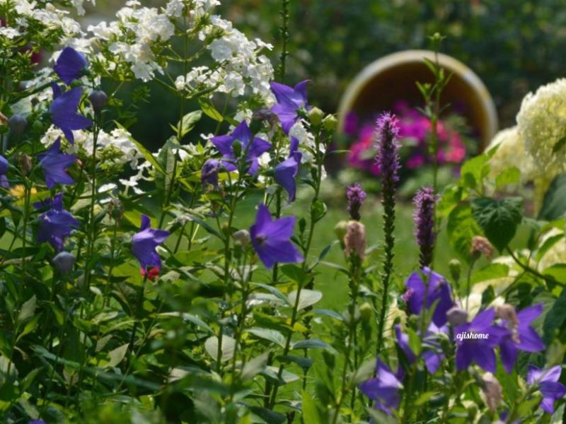 Garden Snapshot -16
