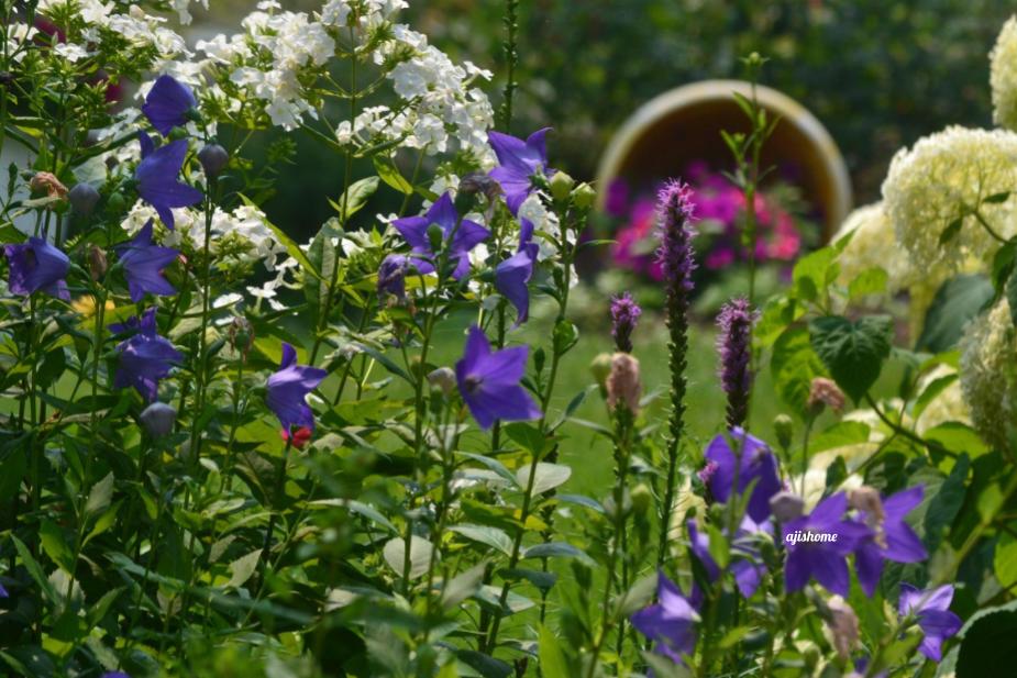 Garden Snapshot -16