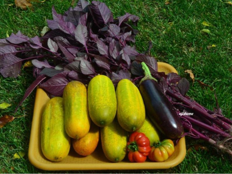 Garden Snapshot -17