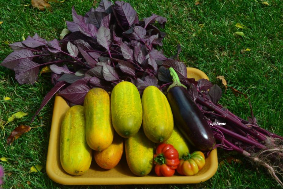 Garden Snapshot -17