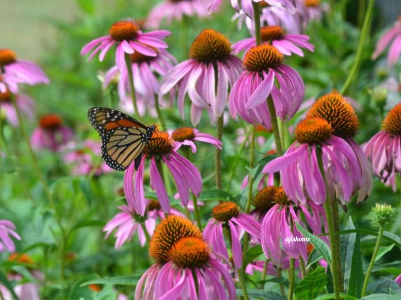 Garden Snapshot -18