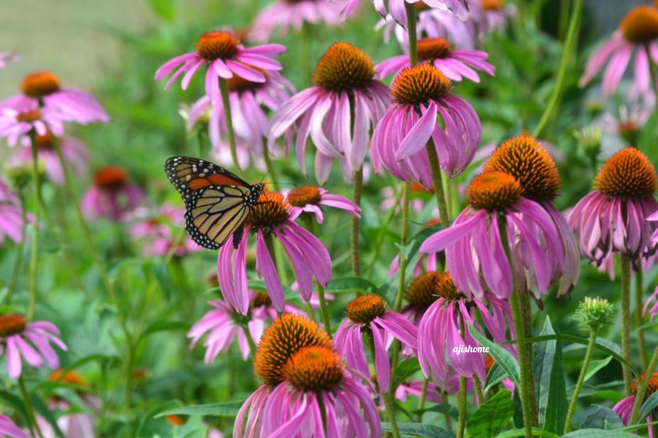 Garden Snapshot -18
