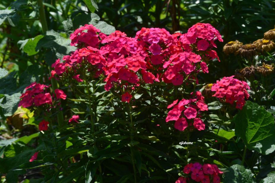 Garden Snapshot -19