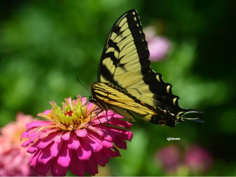 Garden Snapshot -20