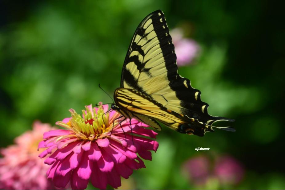 Garden Snapshot -20