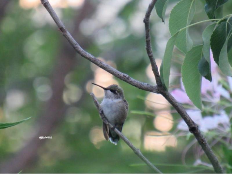 Garden Snapshot -21