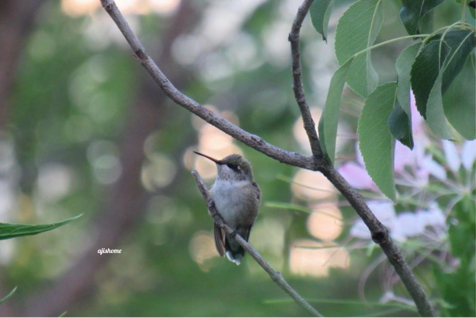 Garden Snapshot -21