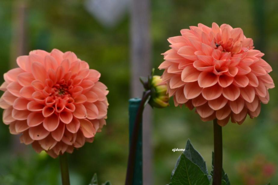 Garden Snapshot- 22