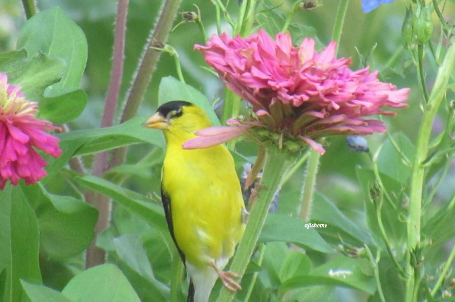 Garden Snapshot -23