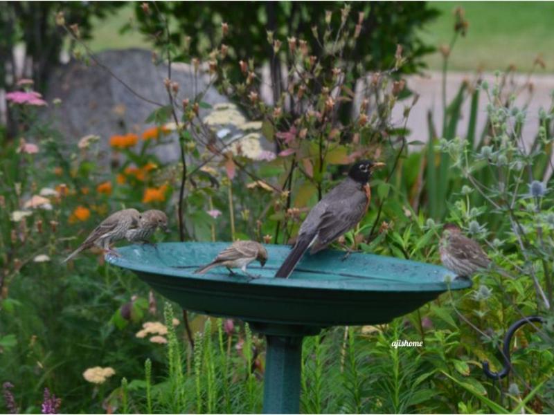 Garden snapshot -8