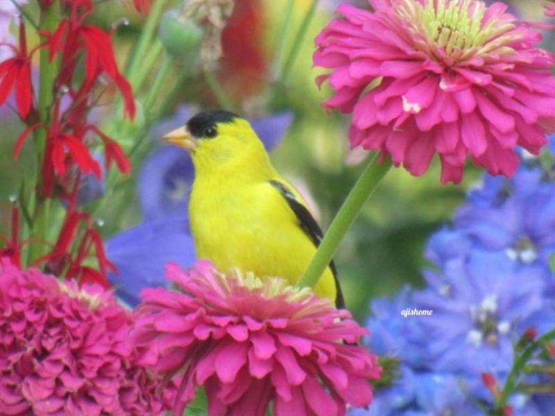 Garden Snapshot- 25