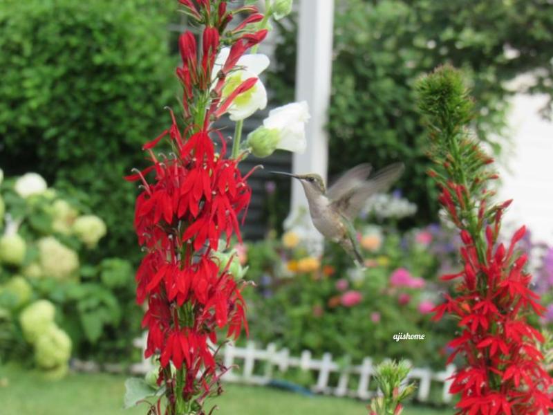 Garden Snapshot -26