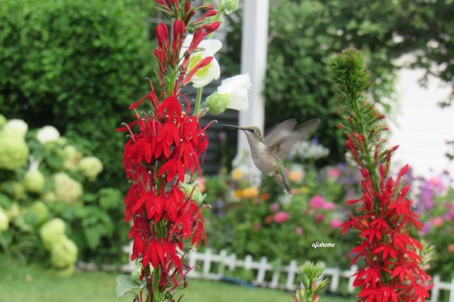 Garden Snapshot -26