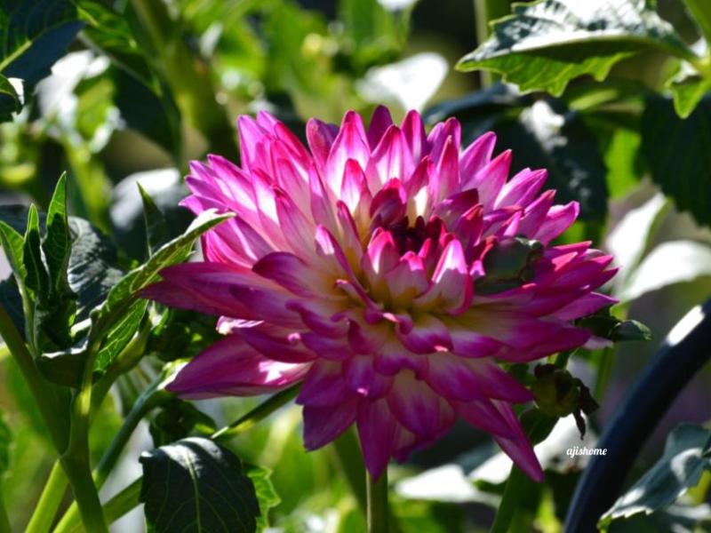 Garden Snapshot –&nbsp;27
