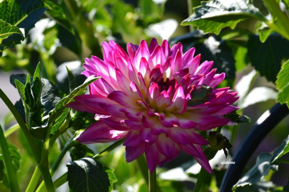 Garden Snapshot –&nbsp;27