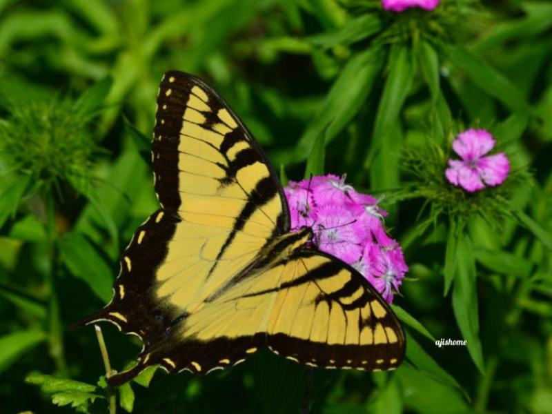 Garden Snapshot –&nbsp;28