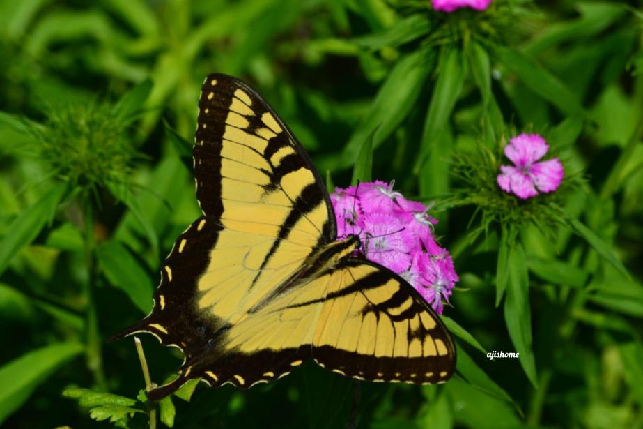 Garden Snapshot –&nbsp;28