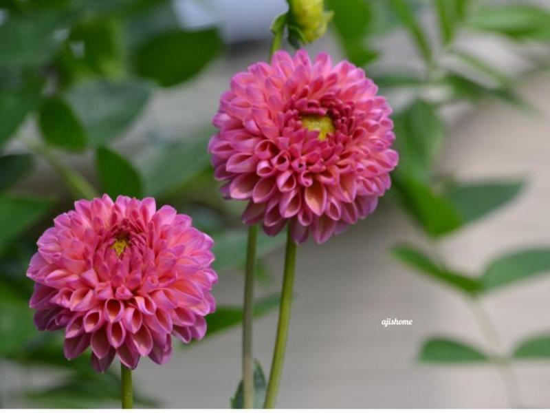 Garden Snapshot -31