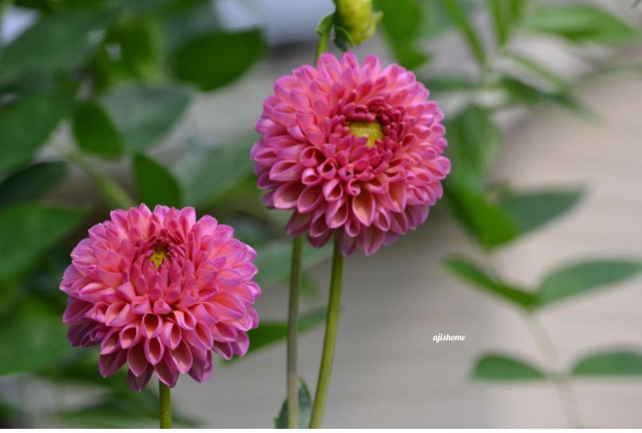 Garden Snapshot -31