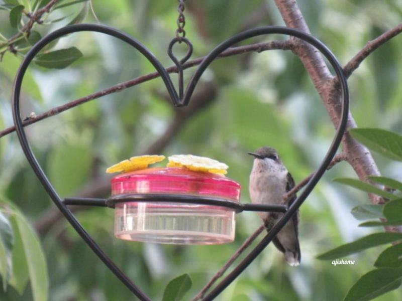 Garden Snapshot -34