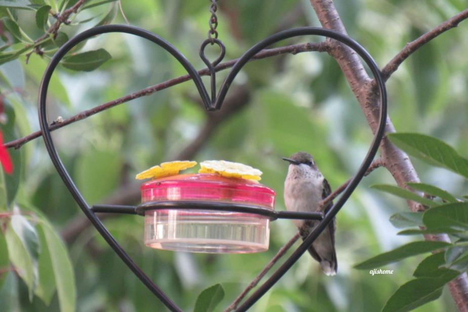 Garden Snapshot -34