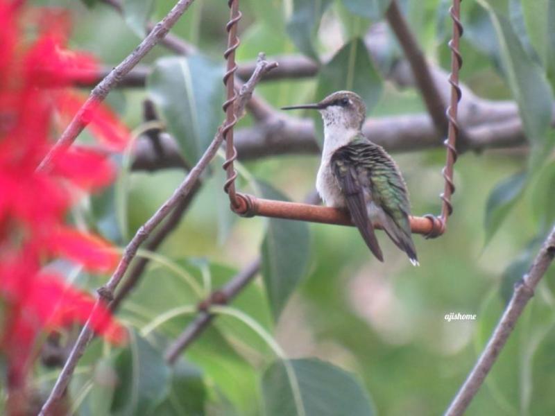 Garden Snapshot -36