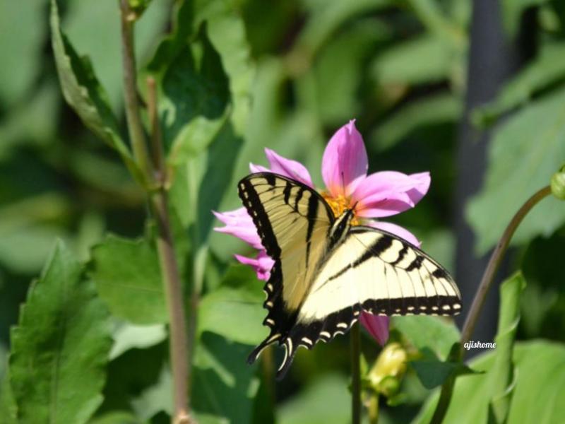 Garden Snapshot -38