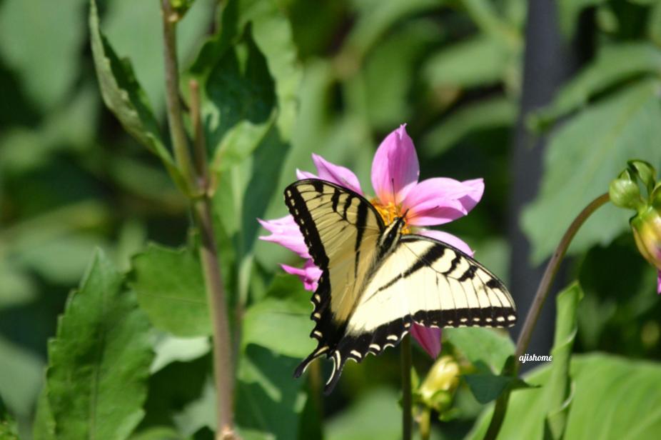 Garden Snapshot -38