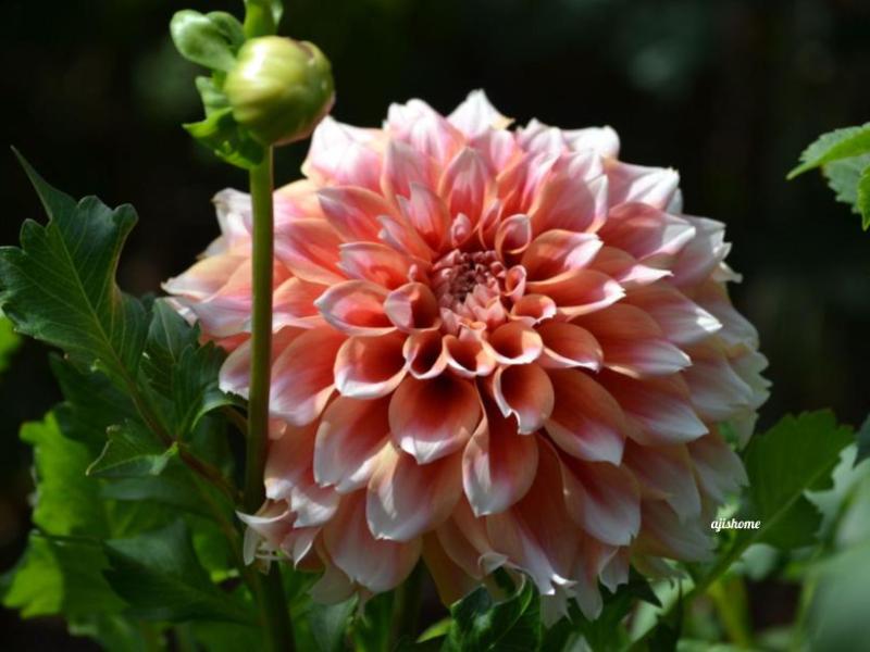 Garden Snapshot -39