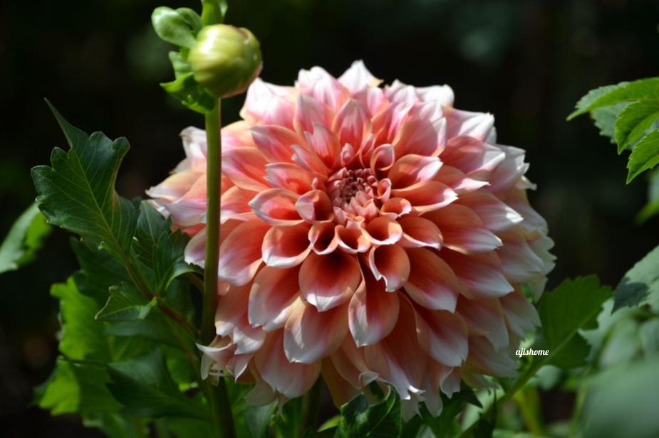 Garden Snapshot -39