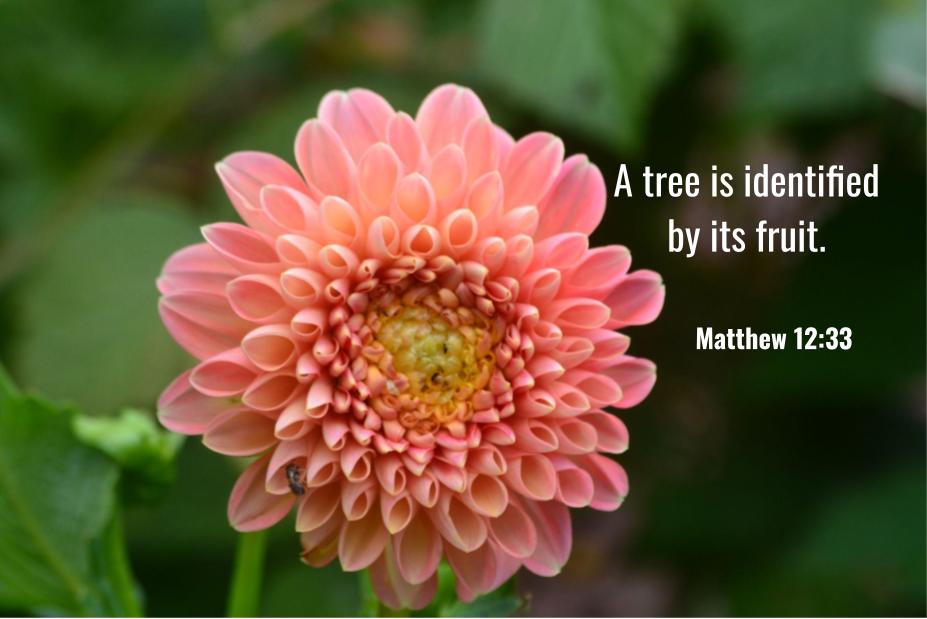 Matthew 12:33